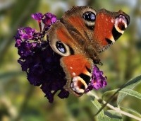Buddleja davidii 'Black Knight' - Vlinderstruik 'Black Knight' - 1