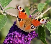 Buddleja davidii 'Black Knight' - Vlinderstruik 'Black Knight' - 2