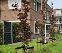 Fagus sylvatica 'Dawyck Purple' - Paarse Beuk - 1