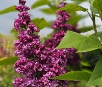 Syringa vulgaris 'Charles Joly' - Gewone syring - 1