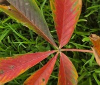 Aesculus x Arnoldiana 'Autumn Splendor' - Kastanjeboom met rode herfstkleuren - 5
