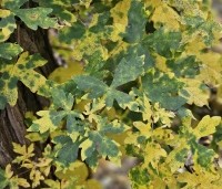 Acer campestre - Veldesdoorn - vele nuances herfstkleuren kenmerken deze inheemse struik boom