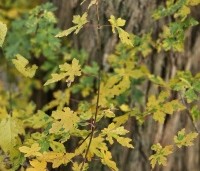 Acer campestre - Veldesdoorn - 1
