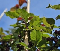 Malus Red Obelisk - Sierappel met donkerrode sierappels - 1