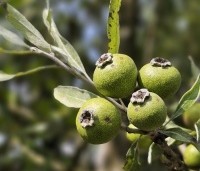 Pyrus salicifolia 'Pendula' - Wilgbladige peer - 4