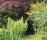 Acer palmatum 'Atropurpureum' - Japanse Esdoorn 'Atropurpureum' - 5