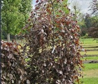 Fagus sylvatica 'Purple Fountain' - Rode treurbeuk 'Purple Fountain' - 1