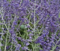 Perovskia atriplicifolia 'Blue Spire'  - Reuzenlavendel - 2