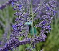 Perovskia atriplicifolia 'Blue Spire'  - Reuzenlavendel - 3
