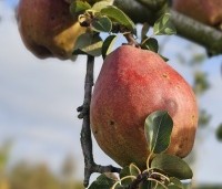 Pyrus com. 'Doyenne du Comice' - Pyrus com. 'Doyenne du Comice' - 1