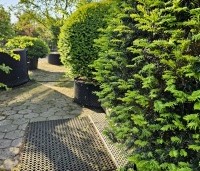 Taxus baccata - Venijnboom - 1