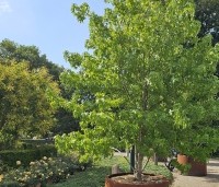 Liquidambar styraciflua - Amberboom - juli