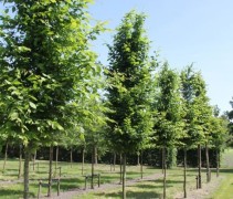Carpinus betulus ofwel Haagbeuk op onze kwekerij in Apeldoorn, Gelderland