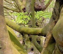 Fagus sylvatica