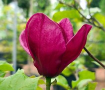 Magnolia 'Black tulip'