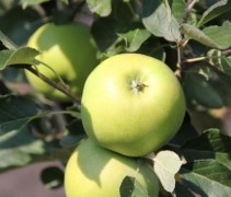 Malus domestica 'James Grieve'
