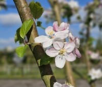 Malus dom. 'Jonagold' - Malus dom. 'Jonagold' - 1