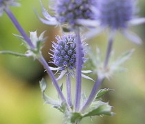 De blauwe Distel is prachtig zilvergrijs/blauw