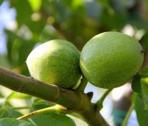 Juglans regia 'Jupiter' 