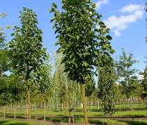 Magnolia soul. 'Heaven Scent' hoogstam bomen