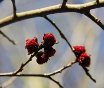 Parrotia Persica Vanessa