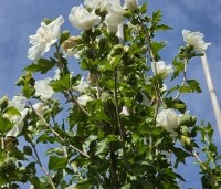 Hibiscus syriacus 'White Chiffon' - Opgaande Hibiscus met witte bloei - 2