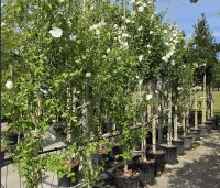 Hibiscus syriacus 'White Chiffon' - Opgaande Hibiscus met witte bloei - 1