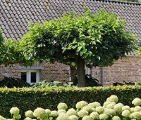 Morus alba 'Macrophylla' - Witte moerbei - 4