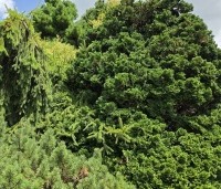 Chamaecyparis obtusa 'Nana Gracilis' - Japanse dwergcipres - 1