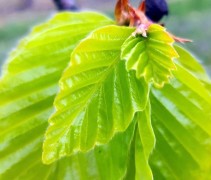 Fagus sylvatica 'Zlatia' 
