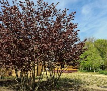 Roodbladige hazelnoot met blad