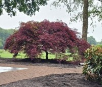 Acer palmatum 'Garnet' - Japanse esdoorn 'Garnet' - 2