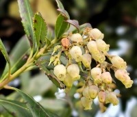 Arbutus unedo - Aardbeiboom - 2
