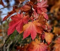 Acer japonicum 'Vitifolium' - Japanse Esdoorn 'Vitifolium' - 2