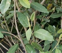Magnolia sargentiana - Sargentiana - 2