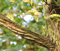 Acer campestre stam en zijtak met kurklijsten