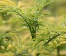 Sambucus Nigra