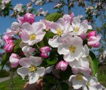Sierappel 'Red Sentinel', hoogstam boom bloesem