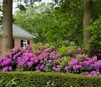 Rhododendron 'Catawbiense Boursault'  - Rododendron 'Catawbiense Boursault'  - 3