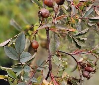 Rosa glauca - Struikroos - 1