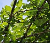 Morus alba 'Fruitless' - Moerbei - 1