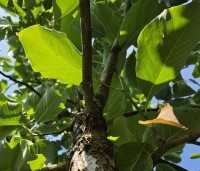 Idesia polycarpa - Oranjekers - 1