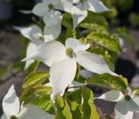 Cornus kousa 'Moonbeam' - Japanse grootbloemige kornoelje 'Moonbeam' - 2