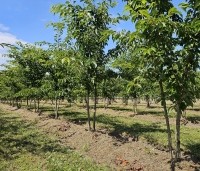 Prunus x yedoensis  - Yoshinokers - meerstammen in juli