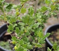 Ribes uva-crispa 'Hinnonmacky Gul' - Witte kruisbes 'Hinnonmacky Gul' - 1