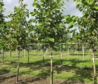 Morus illinois 'Everbearing' - Rode moerbei (kruising alba x rubra) - 3
