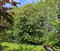 Aesculus x carnea 'Briotii'  - Rode Paardenkastanje - 3