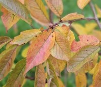 Prunus 'Accolade' - Japanse Sierkers - 1