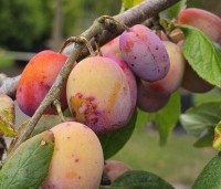 Prunus dom. 'Victoria' - Prunus dom. 'Victoria' - 4