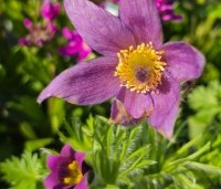 Pulsatilla vulgaris - Wildemanskruid violet - 1